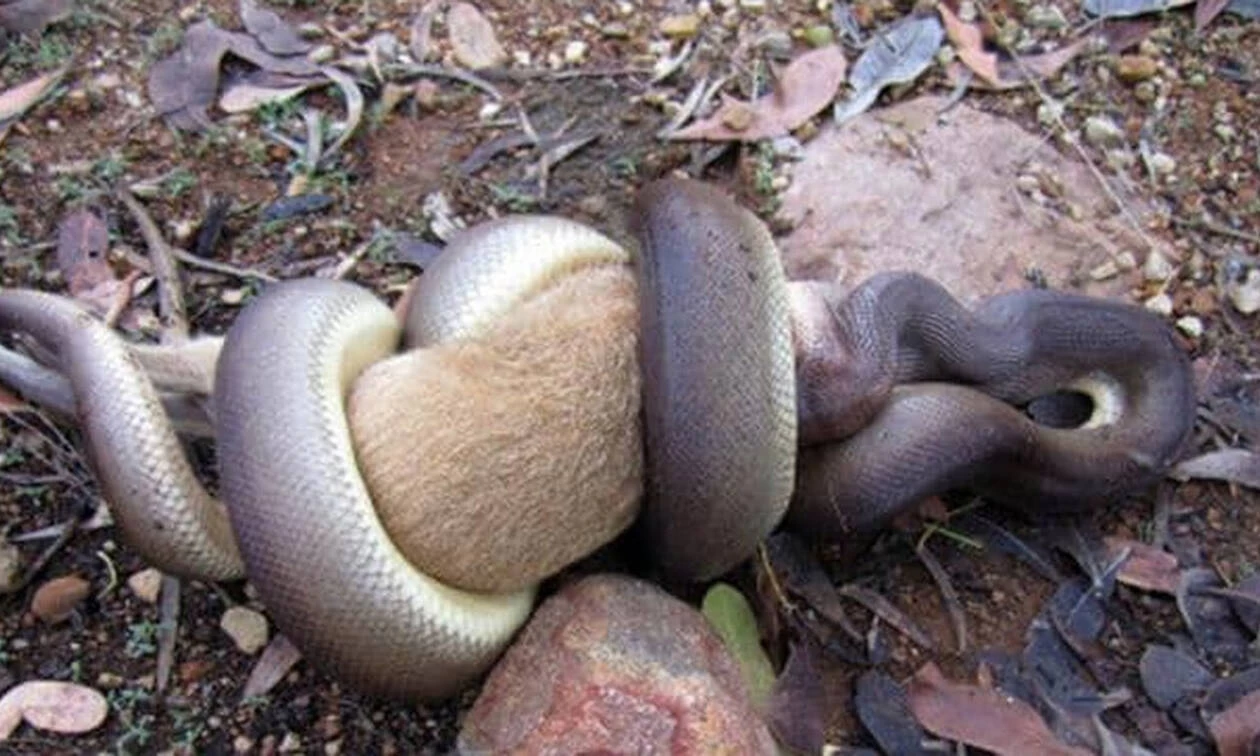 Γιγάντιος πύθωνας καταπίνει ολόκληρο Γουάλαμπι μέσα σε δευτερόλεπτα! (βίντεο)